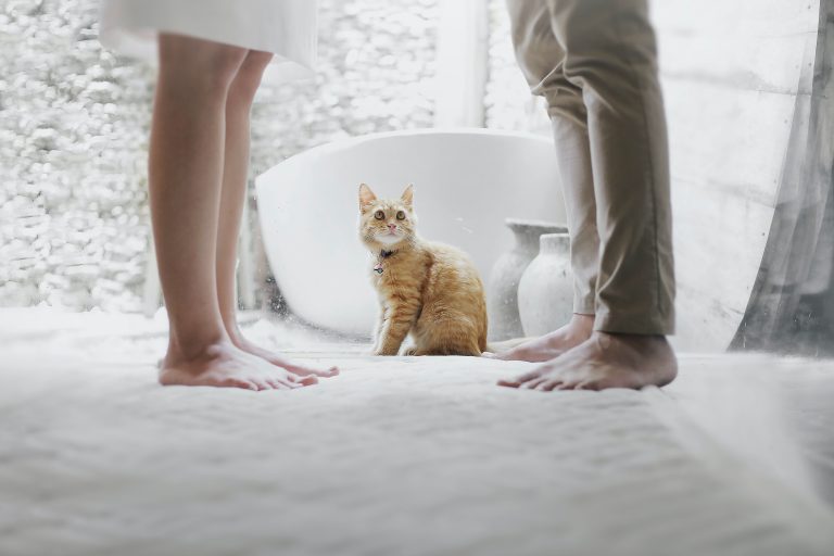 Cat between couples legs stares at them