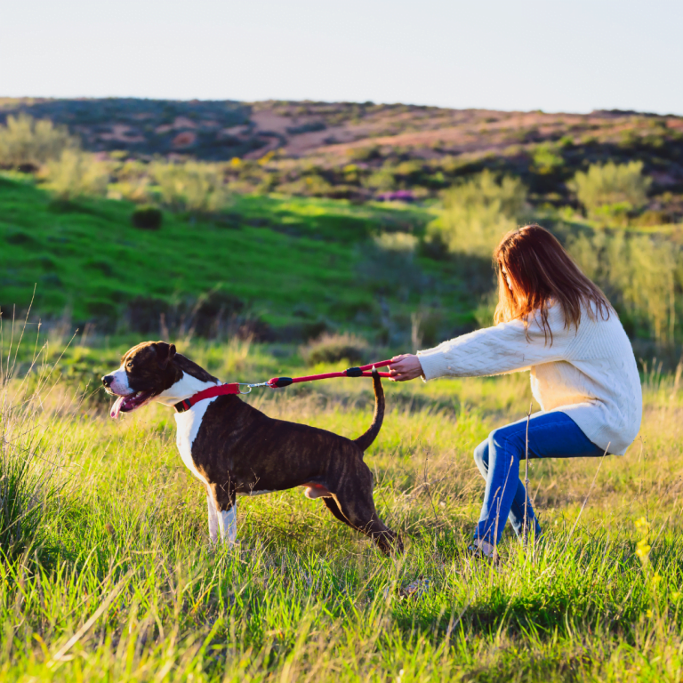 Scullion LAW Dangerous Dogs and Animal Welfare act