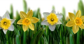 daffodilBanner-280x147